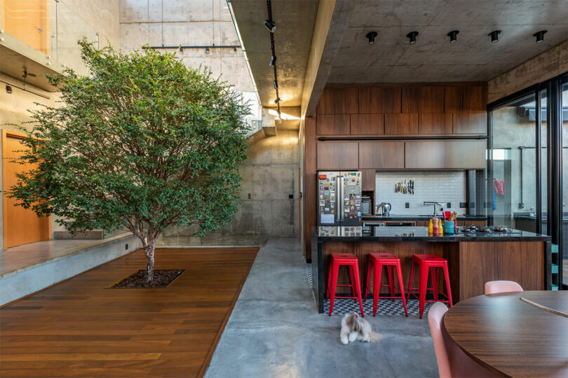 Interior image of modern house with kitchen to the right and a large tree growing in the center of a wood floor.